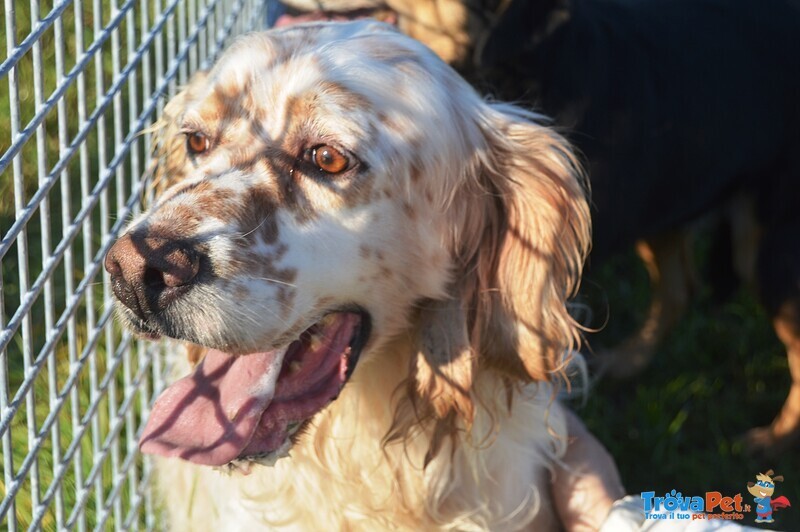 Aramis, Simil Setter in Cerca di una Casa! - Foto n. 5