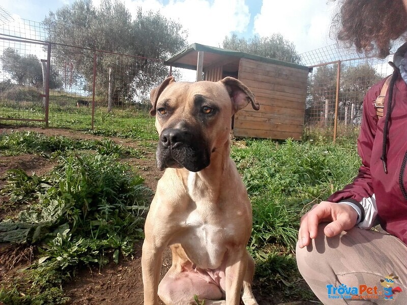 Luce, mix Amstaff Dolce e Giocherellona Cerca Casa! - Foto n. 2