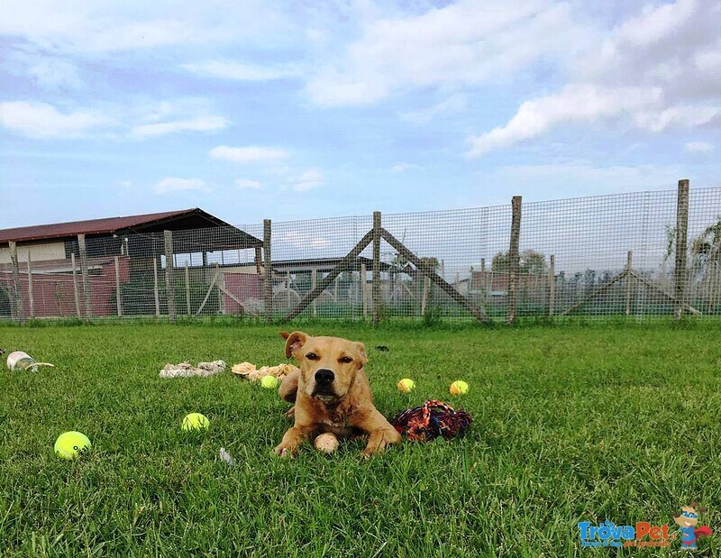 Rocco, Dolcissimo mix Pitbull in Adozione! - Foto n. 2