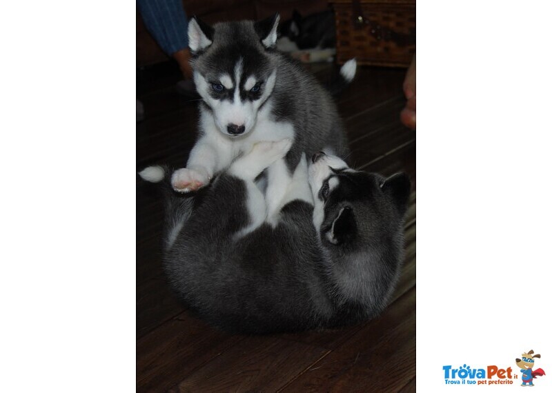 Cucciolo Siberian Husky, Cucciole alta Genealogia - Foto n. 1