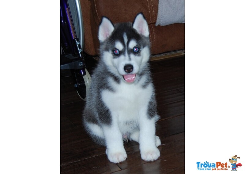 Cucciolo Siberian Husky, Cucciole alta Genealogia - Foto n. 2