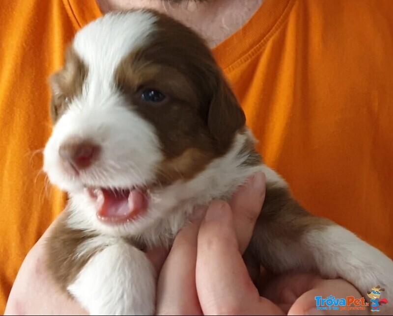 Vendesi Cuccioli di Aussie Dog - Foto n. 5