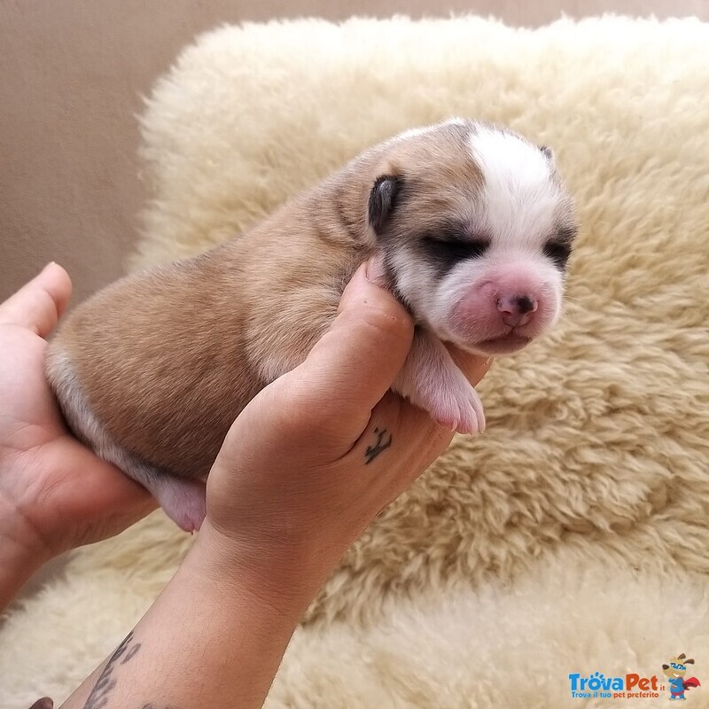 3 Splendidi Cuccioli di Akita inu Disponibili - Foto n. 3