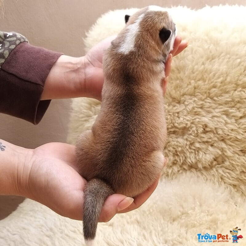 3 Splendidi Cuccioli di Akita inu Disponibili - Foto n. 4