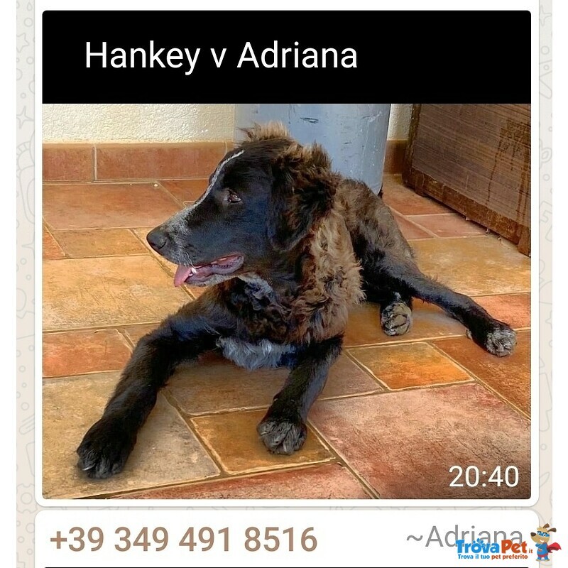 Hankey Cucciolo Perfetto - Foto n. 2