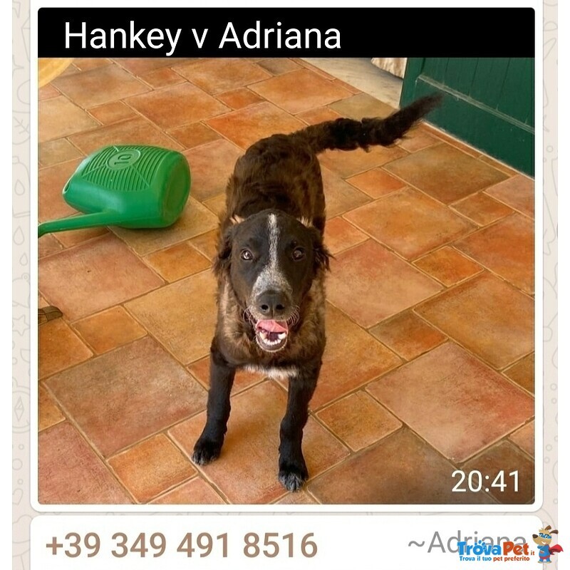 Hankey Cucciolo Perfetto - Foto n. 3
