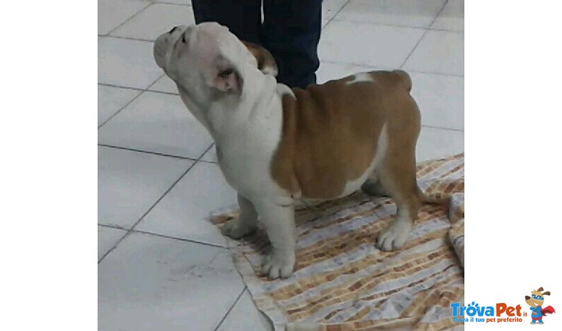 Cuccioli di Bulldog Inglese - Foto n. 1