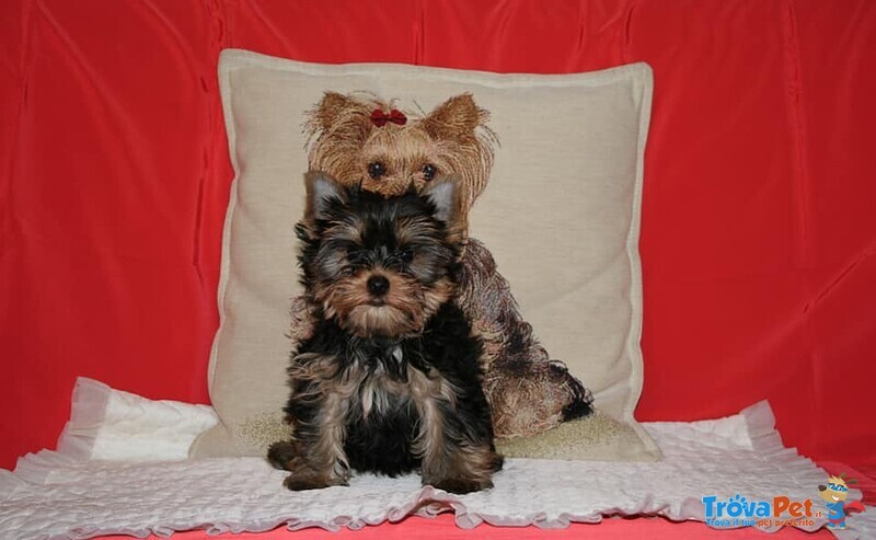 Yorkshire Terrier Cuccioli con Pedigree - Foto n. 2