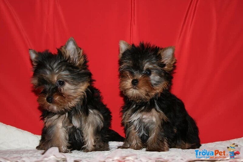 Yorkshire Terrier Cuccioli con Pedigree - Foto n. 1