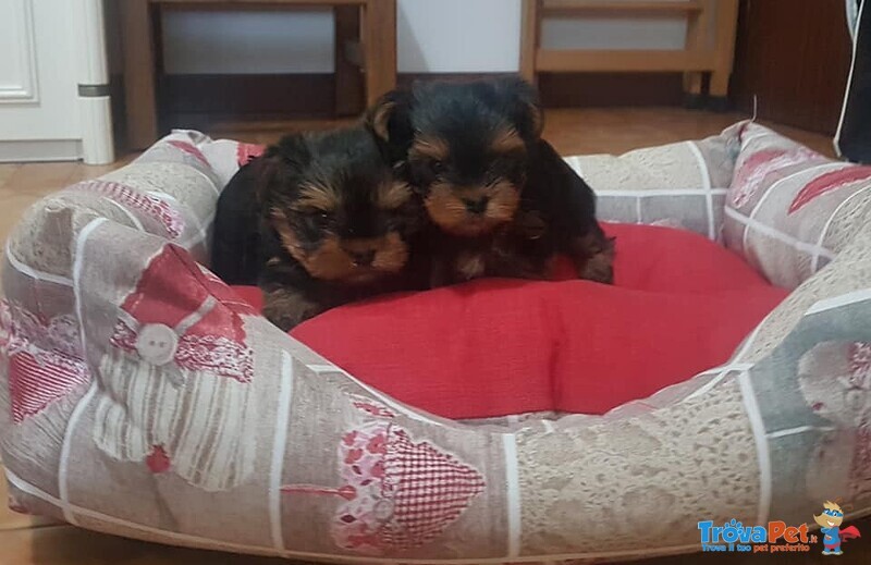 Yorkshire Terrier Cuccioli con Pedigree - Foto n. 4