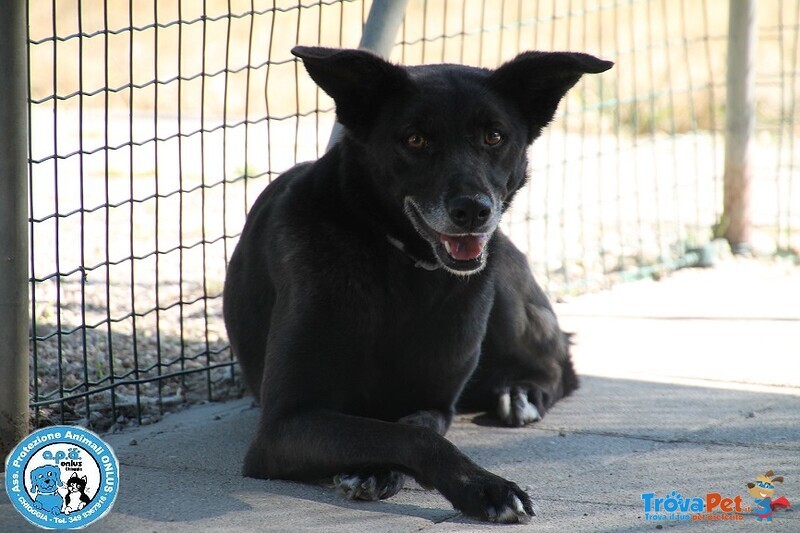 Kira, Abbandonata dopo 6 Anni, Schiva e Diffidente... - Foto n. 1