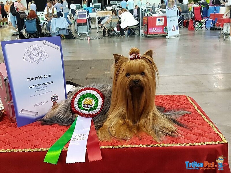 Yorkshire Terrier Cuccioli con Pedigree - Foto n. 6