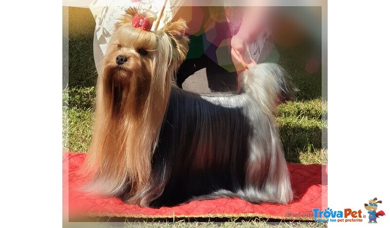 Yorkshire Terrier Cuccioli con Pedigree - Foto n. 7