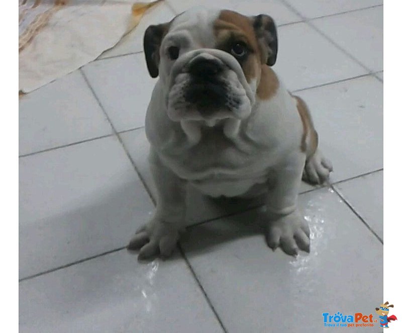 Cuccioli di Bulldog Inglese - Foto n. 2