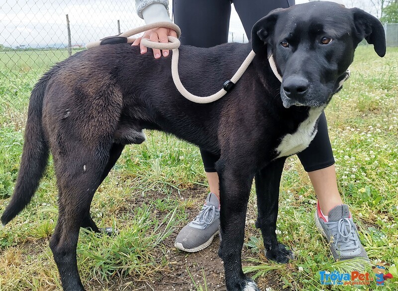 Tonka, Dolce Cucciolone Cerca Casa! - Foto n. 3