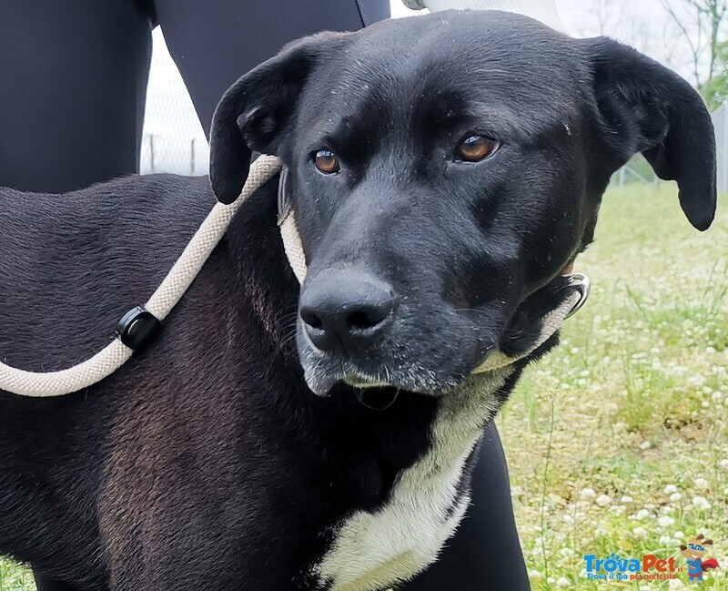 Tonka, Dolce Cucciolone Cerca Casa! - Foto n. 1