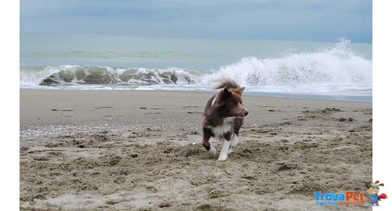 Cuccioli di Border Collie - Foto n. 2