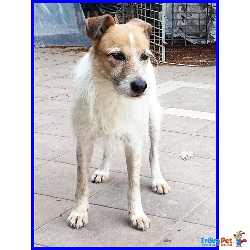 Pepi Simil jack Russel 9 anni dopo Tanti anni di Canile Cerca Serenità - Foto n. 3