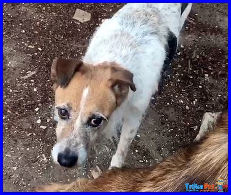 Pepi Simil jack Russel 9 anni dopo Tanti anni di Canile Cerca Serenità - Foto n. 4