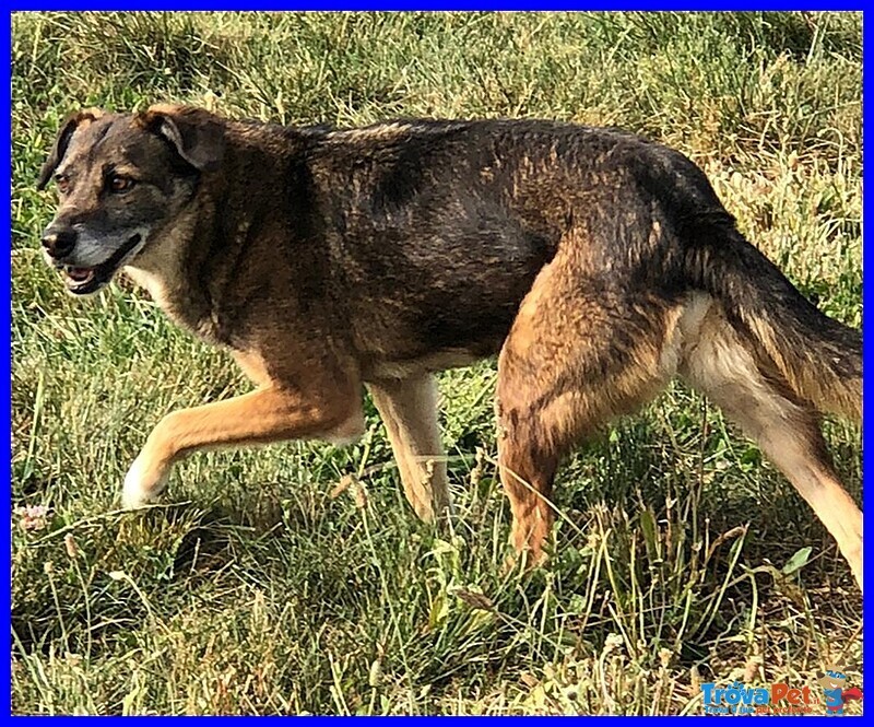 Choppy Lupacchiotto 6 anni e Mezzo Cerca un Amico di cui Fidarsi - Foto n. 1