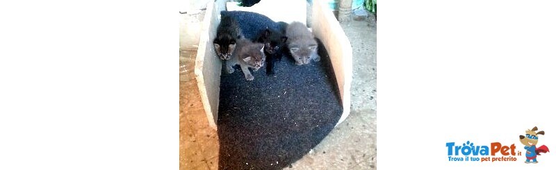 Tre Gattini Molto Affettuosi in Adozione - Foto n. 2
