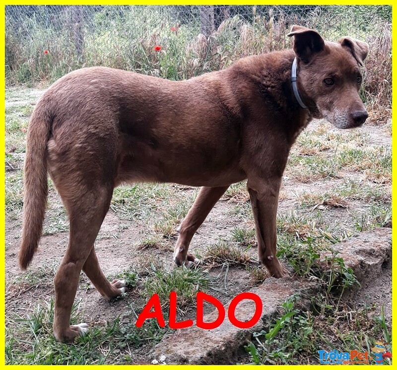 Aldo Adozione D'amore Nonnino 11 anni Sogna un Divano - Foto n. 1