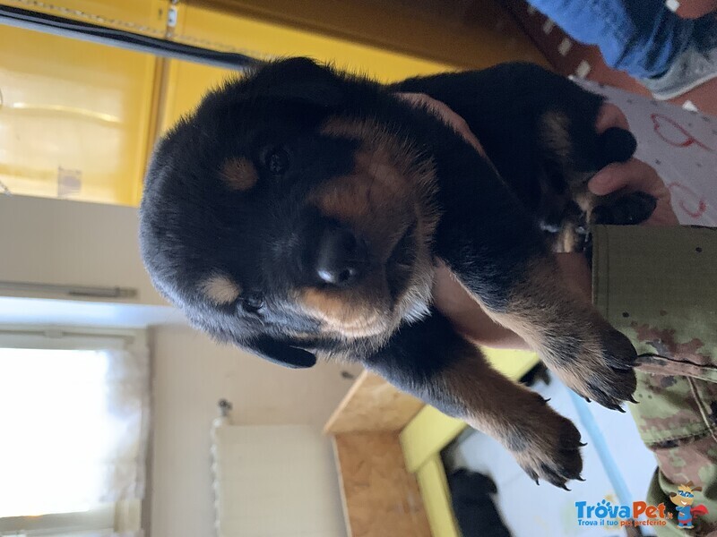 Cuccioli di Rottweiller - Foto n. 2