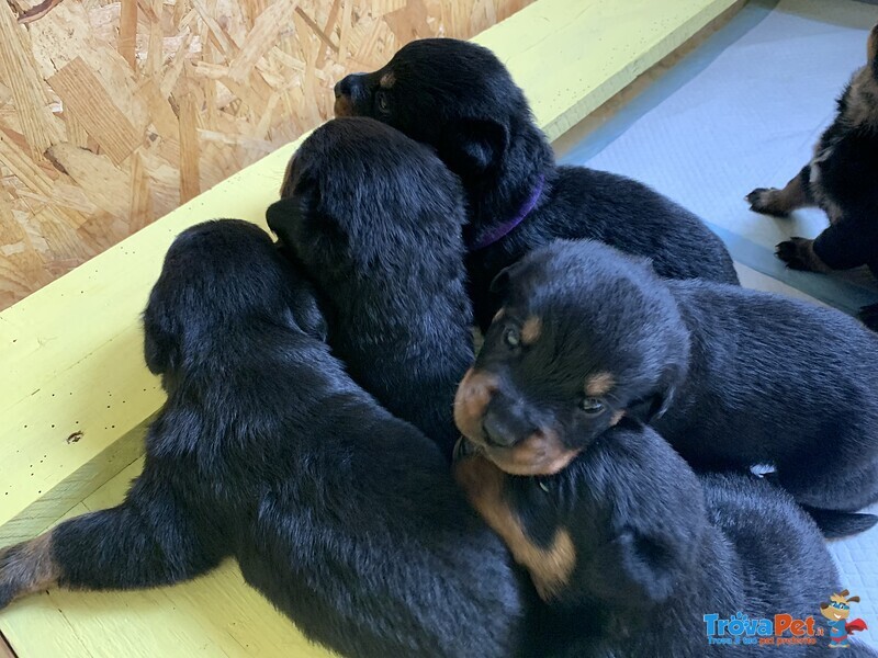 Cuccioli di Rottweiller - Foto n. 3