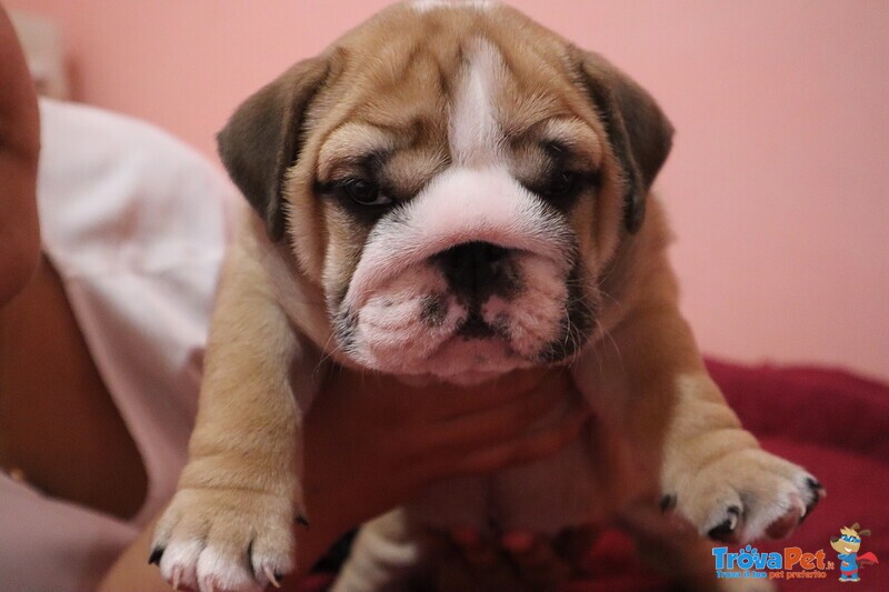 Bulldog Inglese Femmina - Foto n. 2