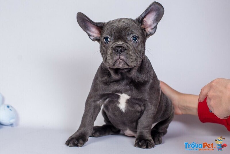 Cuccioli di Bulldog Francesi - Foto n. 1