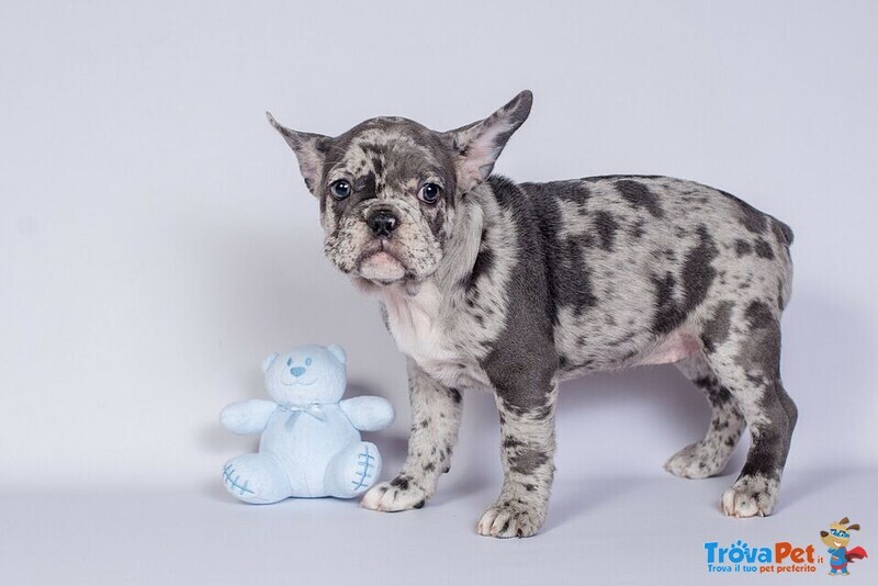 Cuccioli di Bulldog Francesi - Foto n. 2