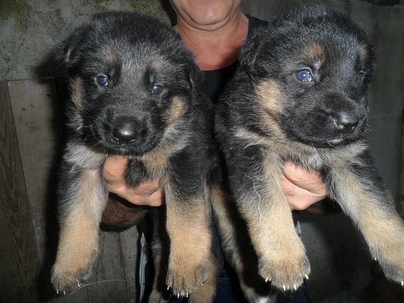 Cuccioli Pastore Tedesco - Foto n. 2