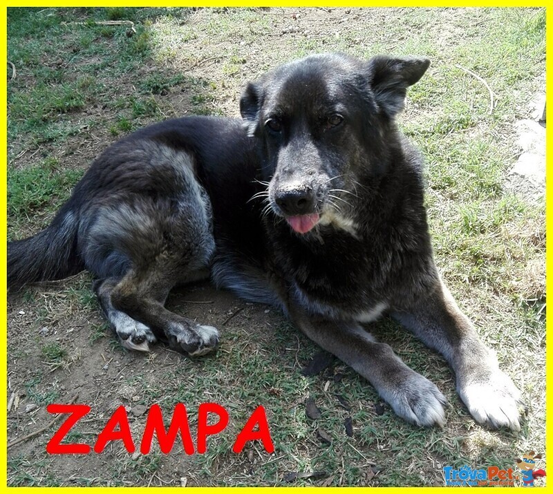 Zampa Adozione D'amore Lupacchiotto 10 Anni - Foto n. 1