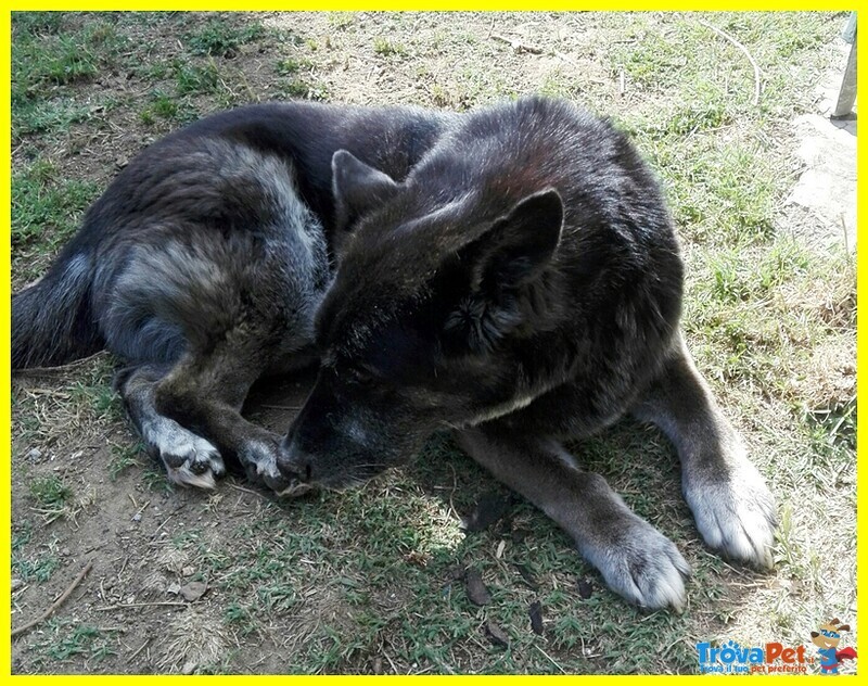 Zampa Adozione D'amore Lupacchiotto 10 Anni - Foto n. 4