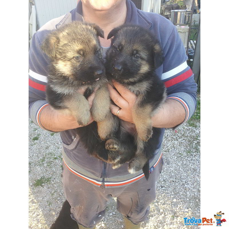 Cuccioli Pastore Tedesco (2 Femmine e 1 Maschio) - Foto n. 1