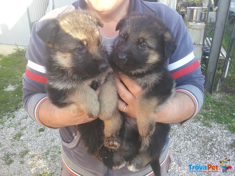 Cuccioli Pastore Tedesco (2 Femmine e 1 Maschio) - Foto n. 2