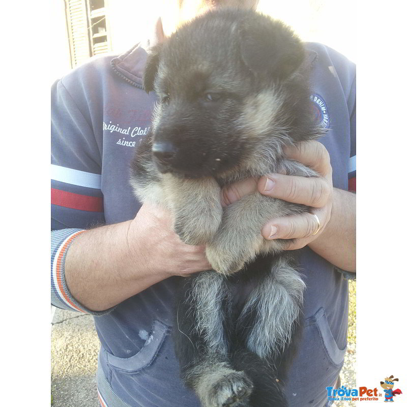 Cuccioli Pastore Tedesco (2 Femmine e 1 Maschio) - Foto n. 3