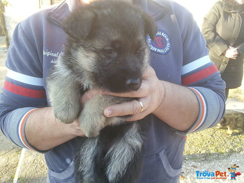 Cuccioli Pastore Tedesco (2 Femmine e 1 Maschio) - Foto n. 4