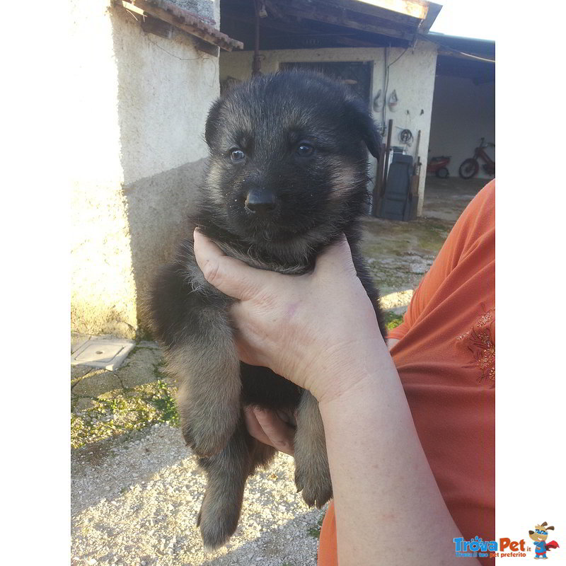 Cuccioli Pastore Tedesco (2 Femmine e 1 Maschio) - Foto n. 5