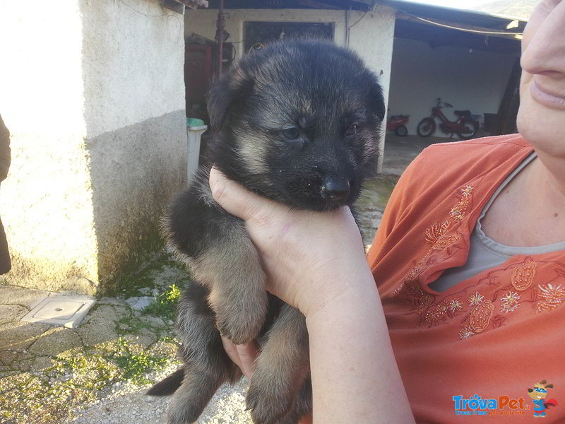 Cuccioli Pastore Tedesco (2 Femmine e 1 Maschio) - Foto n. 6