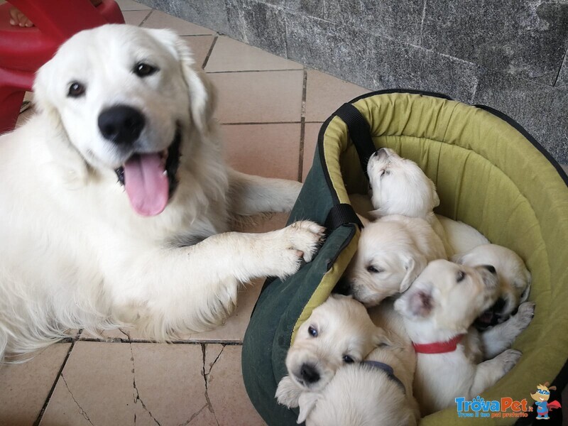 Cerco Femmina di Golden Retriever - Foto n. 2