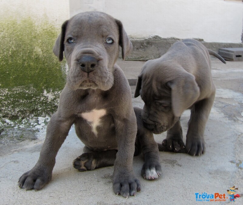 Alano Cuccioli blu del Solesis - Foto n. 2