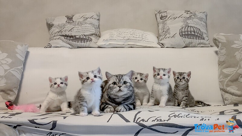 Cuccioli British Shorthair Black Silver Tabby - Foto n. 1