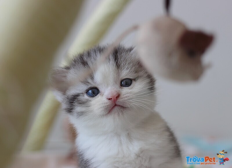 Cuccioli British Shorthair Black Silver Tabby - Foto n. 2