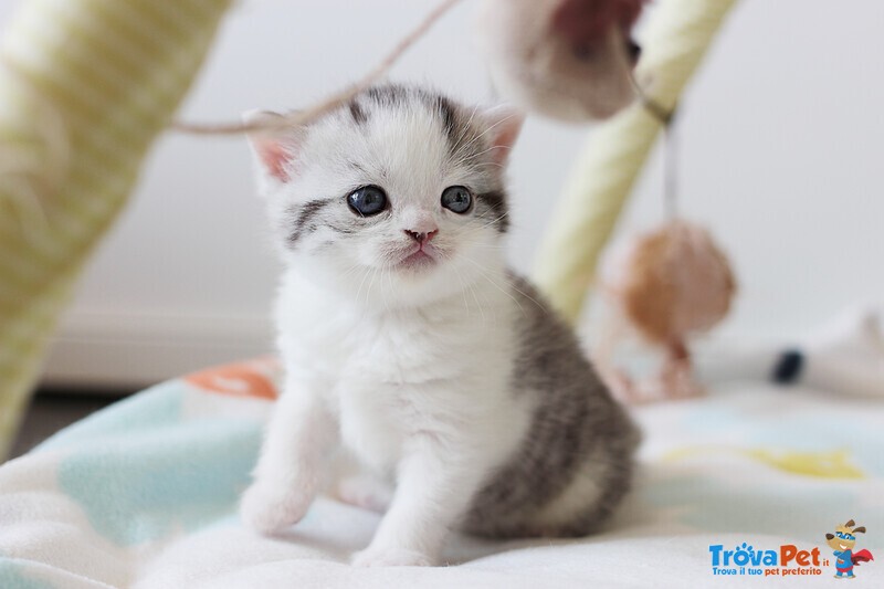 Cuccioli British Shorthair Black Silver Tabby - Foto n. 5