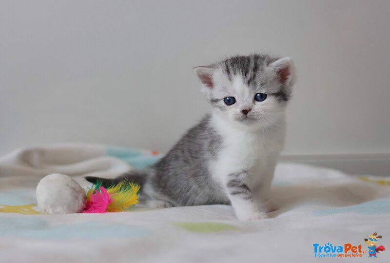 Cuccioli British Shorthair Black Silver Tabby - Foto n. 6