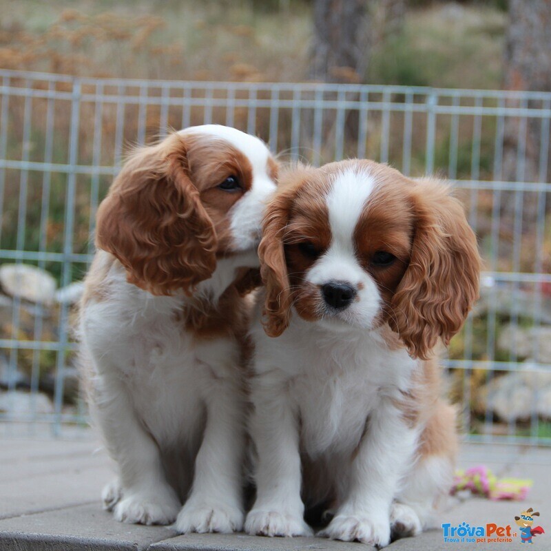 Cavalier king Cuccioli cane da Compagnia Pedigree - Foto n. 1