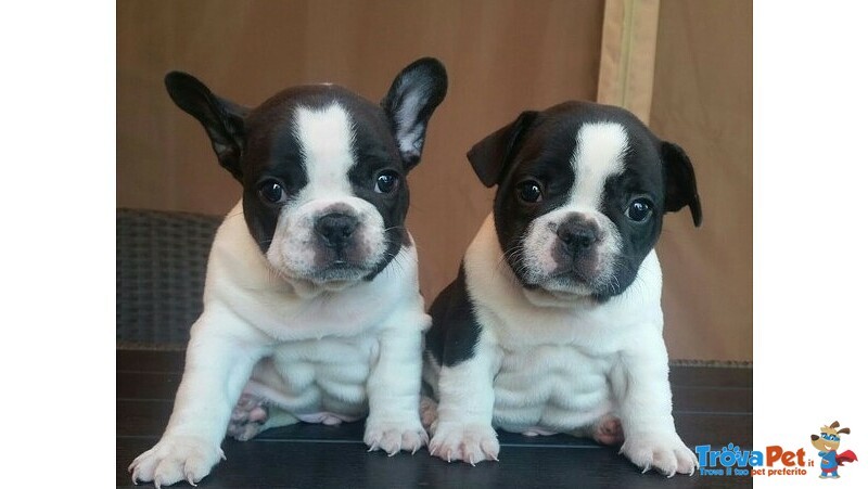 Bulldog Francese Bouledogue Cucciolo cane da Compagnia Maschio Femmina - Foto n. 1