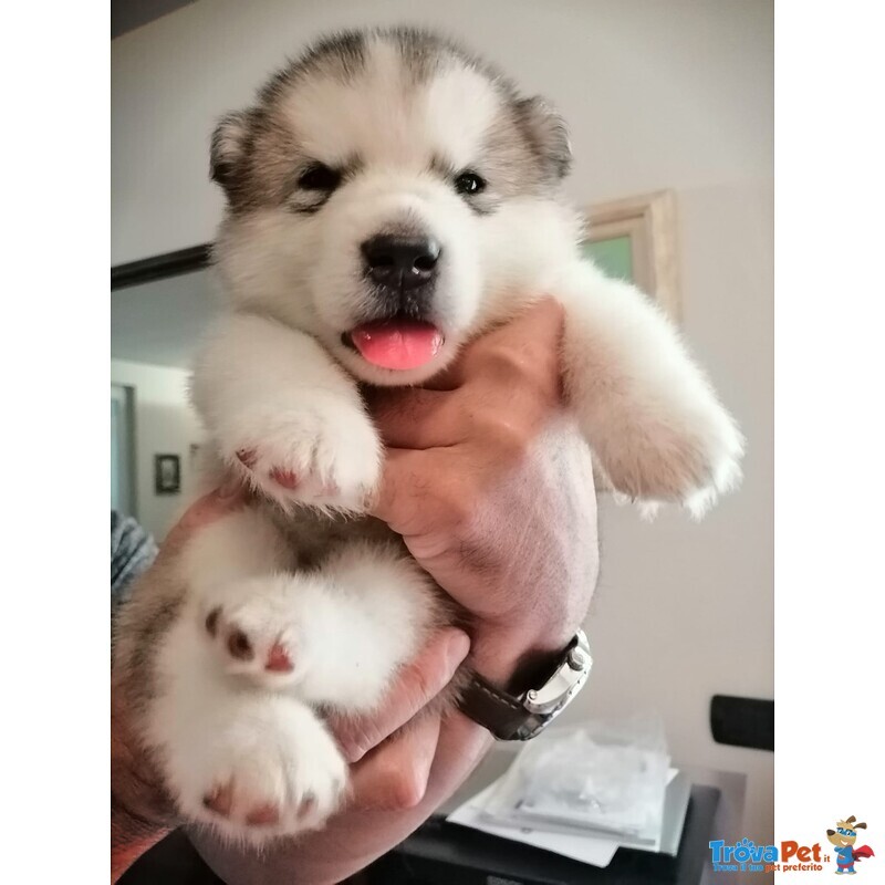 Cuccioli di Alaskan Malamute - Foto n. 1