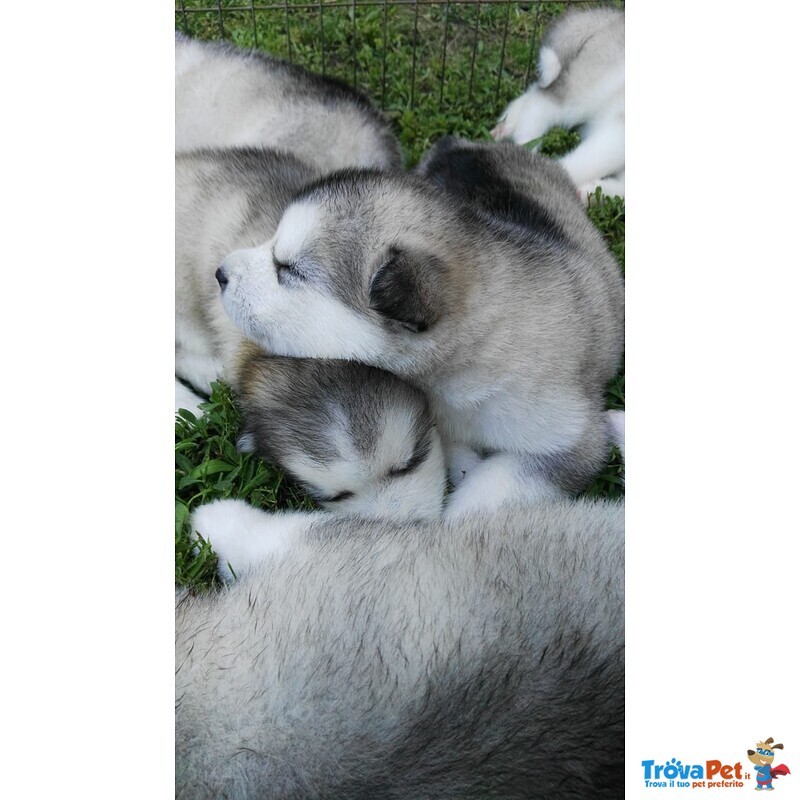 Cuccioli di Alaskan Malamute - Foto n. 2